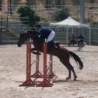 اسب یه سر وارداتی پرشی مناسب رده ۱۱۵