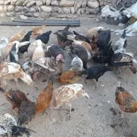 خروس و بوقلمون و وارگ|حیوانات مزرعه|ماهیدشت, |دیوار