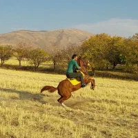 اسب-مادیان پایە کورد