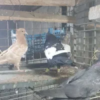 کبوتر سینه ای درشت|پرنده|اهواز, ۳۰ متری|دیوار