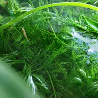 میگو شریمپ برای اکواریوم پلنت