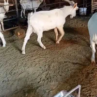 بزسانن نر۲راس اصل فرانسوی|حیوانات مزرعه|مشهد, ایثار|دیوار