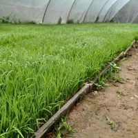 توم هاشمی اصلاح شده از زمین خودم