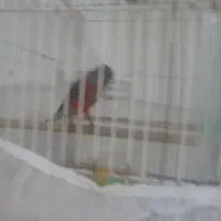 قناری|پرنده|مشهد, بلال|دیوار