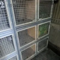 جفت کن کبوتر|لوازم جانبی حیوانات|تهران, هاشمآباد|دیوار