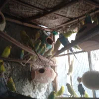 مرغ عشق|پرنده|ایرانشهر, |دیوار