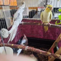 عروس هلندی لطفا آگهی بخونید