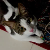 واگذاری گربه