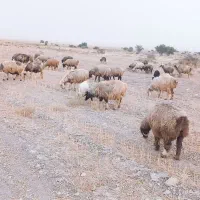 100 راس میش بره دار و ابستن