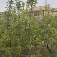 باغ ۴۰۰متر رامجین|فروش دفتر صنعتی، کشاورزی، تجاری|رامجین, |دیوار