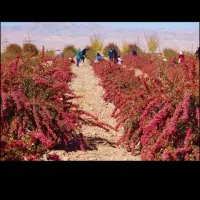 زرشک