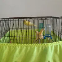 جوجه قناری وس ه ر ه سهره سره  نرو ماده مولد