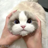 یک گربه خانگی در روستای توبن پیدا شده