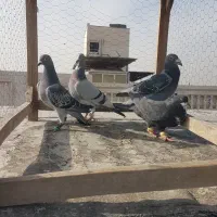 کبوتر سبز پولک، کرباتی|پرنده|مشهد, کارمندان دوم|دیوار