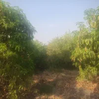 3هکتار باغ مرکبات رودان