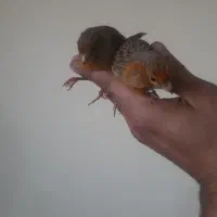 قناری، سهره، پرنده، کبوتر