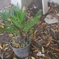 فروش سیکاس|گل و گیاه طبیعی|لاهیجان, یحی آباد|دیوار