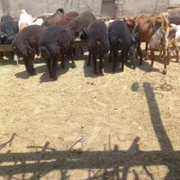 تعدادی بره از جفتی ۵۰ کیلو تا۷۰ کیلو قیمت توافقی|حیوانات مزرعه|گرمسار, |دیوار