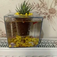 آکواریوم خانگی ( هدیه و کادو )|ماهی|رشت, کوی مهر|دیوار