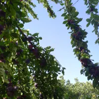 تقریبا ۲۵۰۰متر باغ ویلا|فروش دفتر صنعتی، کشاورزی، تجاری|بوئین زهرا, |دیوار