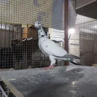 کفتر  شهری و گلی پلاکی|پرنده|شیراز, عادل آباد|دیوار