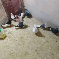 8تاپرشی|پرنده|شیروان (خراسان), |دیوار