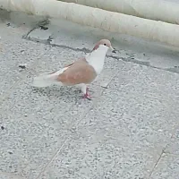 کبوتر خوشرنگ