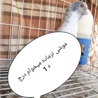 عکس موشی طوق سفید خبر بدید تشکر