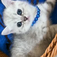 گربه بریتیش اسکاتیش اصیل|گربه|گرگان, |دیوار