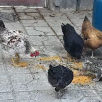 مرغ و خروس