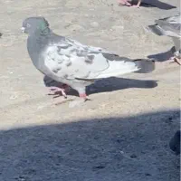 کبوترپرنده