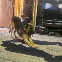 واگذاری سگ|سگ|کرمان, |دیوار