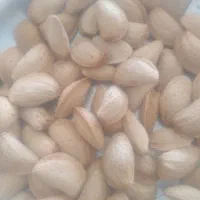 بادام سنگی|خوردنی و آشامیدنی|بروجن, |دیوار