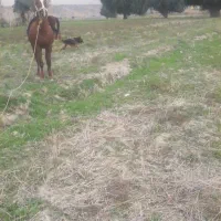 اسب|اسب و تجهیزات اسب‌سواری|رامهرمز, |دیوار
