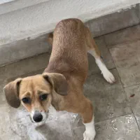 سگ ۷ماهه نژاد جک راسل اشپیتز