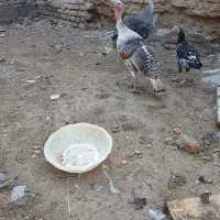 بقلمون نر ماده|حیوانات مزرعه|زابل, |دیوار