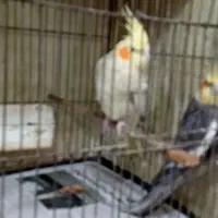 دوعدد عروس هلندی آماده برای جوجه کشی|پرنده|فومن, |دیوار