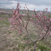 فروش باغ در اهراز باغات کونجیک