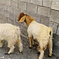 چپشت|حیوانات مزرعه|کهنوج, |دیوار