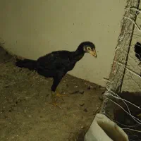 مرغ لاری وجوجه|حیوانات مزرعه|سرپل ذهاب, |دیوار