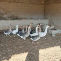 غاز نر و ماده|حیوانات مزرعه|شیراز, کرونی(خاتونک)|دیوار