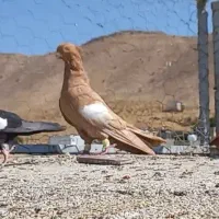 فروش کبوتر سرک سیاه|پرنده|شیراز, ارم|دیوار