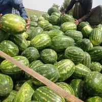 هندوانه بیضی درجه یک