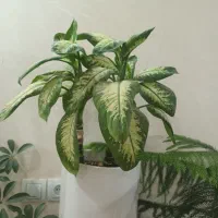 گل دیفن|گل و گیاه طبیعی|تربت‌حیدریه, آغوی|دیوار