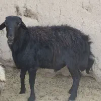 قوچ قره قزل|حیوانات مزرعه|شهرضا, |دیوار