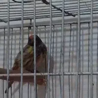 گلبسر نر سهره سبز .مست.برا جفت قناری. اسینم