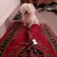 فروش بیستی خانگی