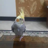 عروس هلندی ۲ماهه دونخور رام|پرنده|تهران, ائمه اطهار|دیوار