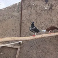 کبوتر سیاه و سفید بالغ ماده