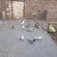 کبوتر|پرنده|گناباد, |دیوار
